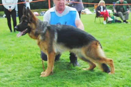 Kaly German Shepherd