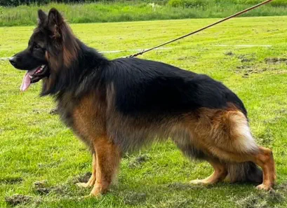 Zetays German Shepherd