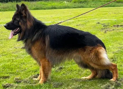 Zetays German Shepherd