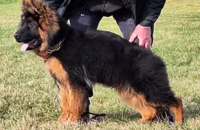 German Shepherd