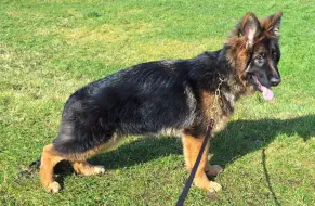 German Shepherd