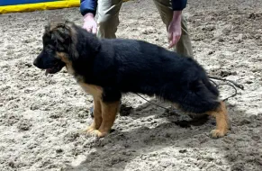German Shepherd