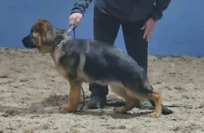 German Shepherd