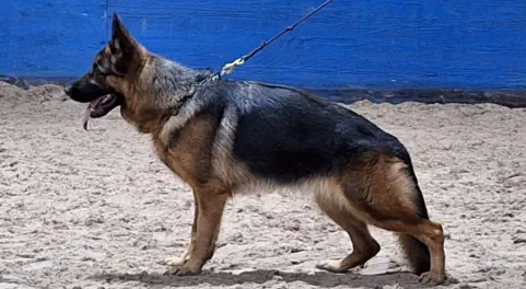Kaly Gsd