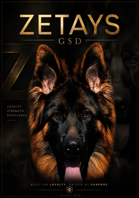 Zetays German Shepherds