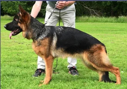 Alita German Shepherd